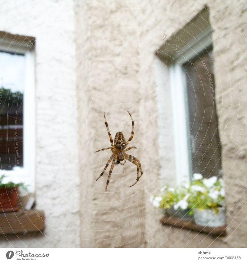 Hinterhofidylle Spinne Kreuzspinne Spinnennetz Nahaufnahme Tier Fassade Wand Fenster hängen rumhängen Tierporträt Blumentopf Spinnenbeine spinnen spinnenwebe