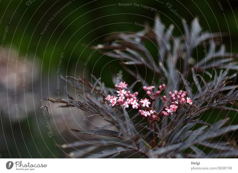 Black Beauty - Sambucus nigra, dunkellaubiger Holunder mit rosa Blüten Holunderbusch schwarzer Holunder schwarzer Flieder Black beauty Holler Hollerbusch