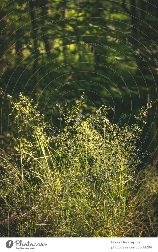 Im Wald Gräser Natur Grün Flora