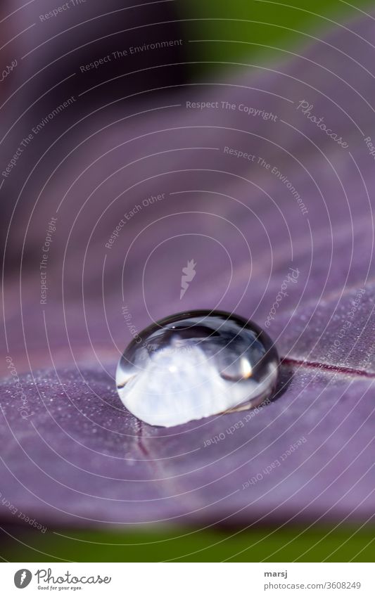 Yin und Yang Wassertropfen auf Blatt Tropfen dunkel Reflexion & Spiegelung Gedeckte Farben authentisch rund kugelrund Außenaufnahme rein Natur Hoffnung demütig