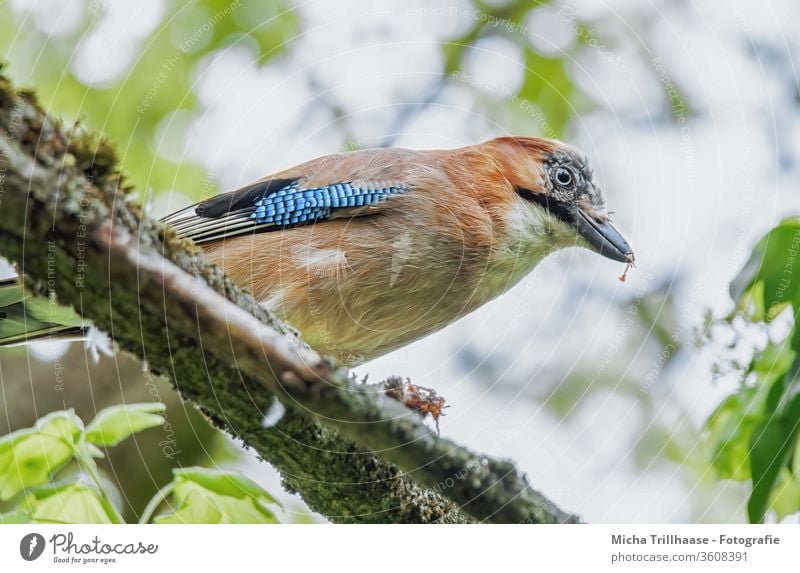 Fressender Eichelhäher im Baum Garrulus glandarius Tiergesicht Kopf Schnabel Auge Flügel Feder gefiedert Vogel Wildtier Blatt Zweige u. Äste beobachten nah