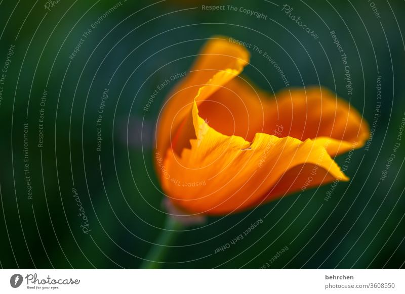 vom winde verweht Nahaufnahme Wiese schön Nutzpflanze Licht Landschaft Blütenblatt Menschenleer Umwelt Wärme Wildpflanze Farbfoto Außenaufnahme Pflanze Natur