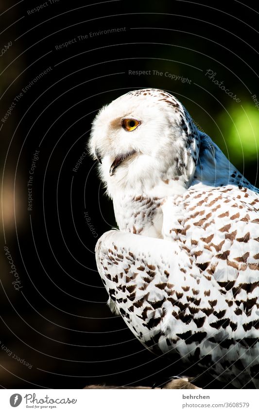 schneekönigin majestätisch Gefieder Sonnenlicht fantastisch Nahaufnahme Licht Außenaufnahme Farbfoto Tierliebe Vogel Flügel Tierschutz Tierporträt hübsch