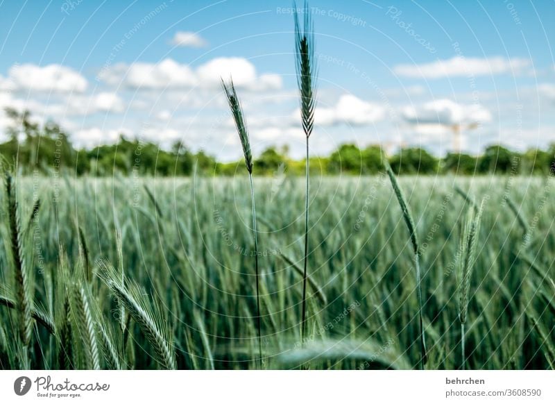 angeber Feld Getreide Getreidefeld Gerste Roggen Weizen Hafer Himmel Wolken Sommer Landwirtschaft Ähren Natur Kornfeld Lebensmittel Ernährung Pflanze