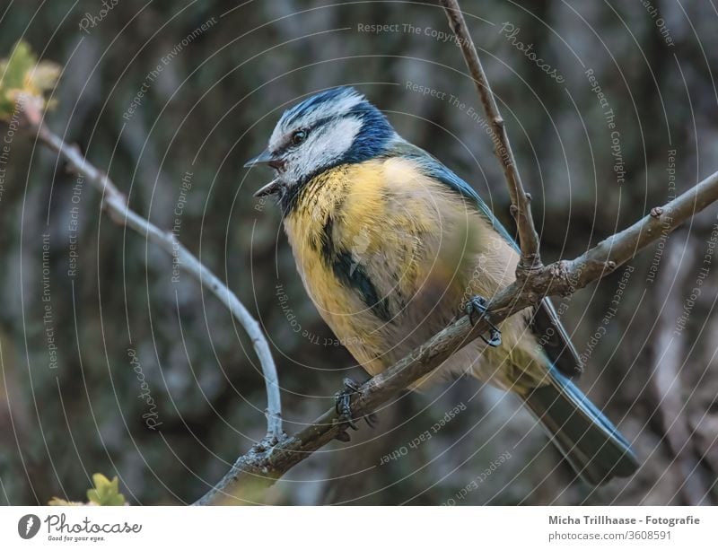 Singende Blaumeise Cyanistes caeruleus Vogel Meisen Kopf Tiergesicht Auge Schnabel Flügel Feder gefiedert Krallen Baum Wildtier Sonnenlicht Schönes Wetter Blick