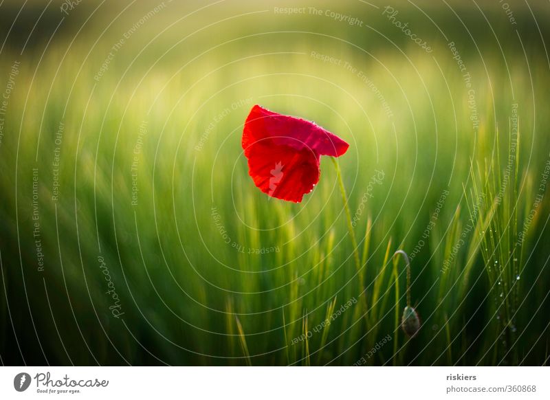 red passion Umwelt Natur Landschaft Pflanze Sonnenaufgang Sonnenuntergang Sommer Schönes Wetter Regen Blume Mohn Feld glänzend leuchten elegant frisch grün rot