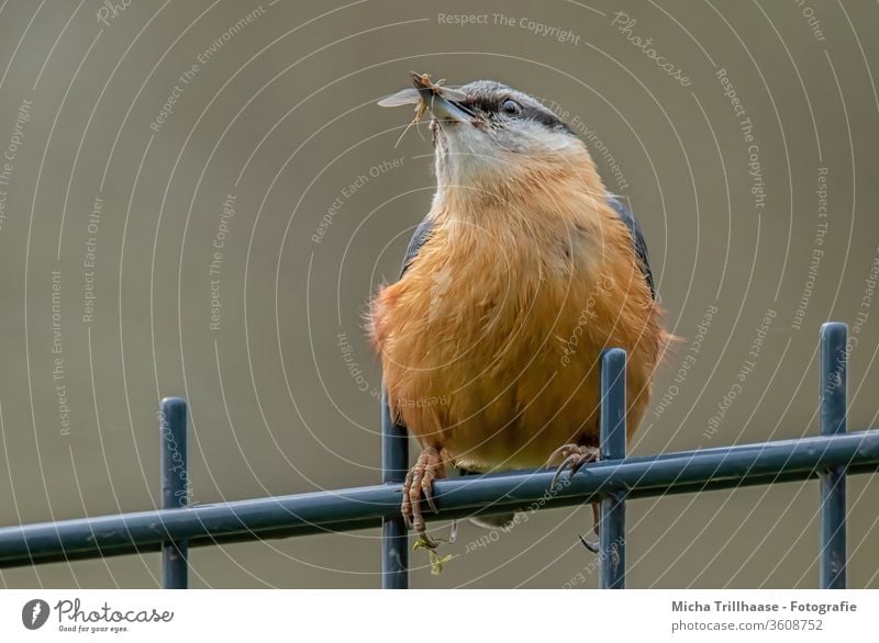 Kleiber mit Insekt im Schnabel Sitta europaea Vogel Tiergesicht Kopf Auge Feder gefiedert Flügel Krallen Fressen Appetit & Hunger Tierporträt Ganzkörperaufnahme