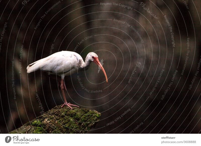 Amerikanischer weißer Ibis Eudocimus albus Vogel in einem Teich in einem Sumpf Waldrapp Weißer Ibis Watvogel Tier Barsch langer Schnabel weißer Vogel Florida