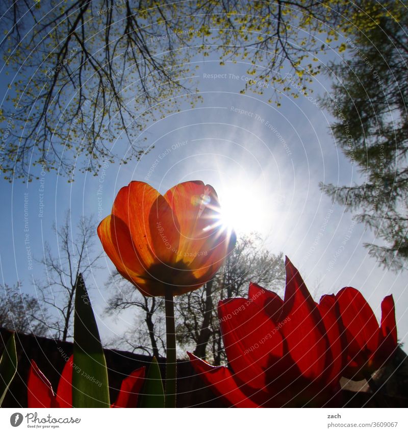 rote Tulpen im Gegenlicht Mohn Mohnblüte mohnblumen Blume Pflanze Blüte Sommer Natur Wiese Mohnfeld Klatschmohn Sonne Sonnenlicht Himmel blau Baum Ast