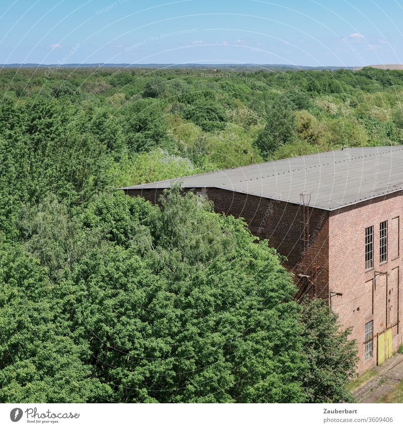 Fabrikgebäude aus Ziegeln steht im Wald Bäume grün rot ziegelrot Industrie Denkmal Industriedenkmal Horizont Eberswalde Kranfabrik Dach Natur historisch Bauwerk