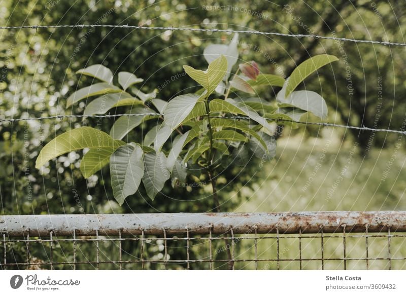 Gartenzaun Maschendrahtzaun Naturaufnahme draußen gartenzaun grün natur naturschutz niemand Zaun Außenaufnahme Menschenleer Sträucher Pflanze Farbfoto Grenze