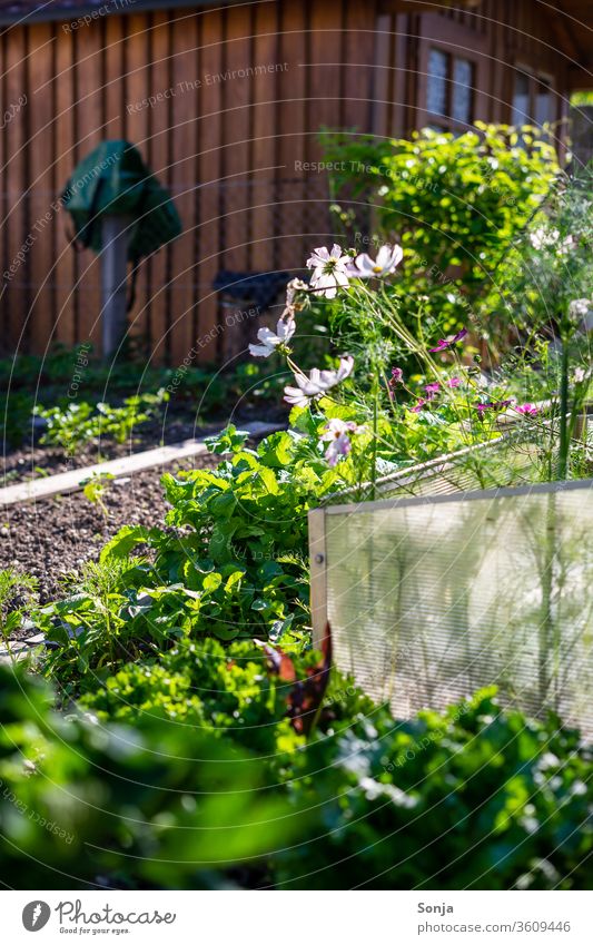 Nahaufnahme von einem Gemüsegarten und einer Holzhütte und Blumen Naturliebe Pflanze Sommer grün Blüte Farbfoto Garten Tag Menschenleer Außenaufnahme Blühend