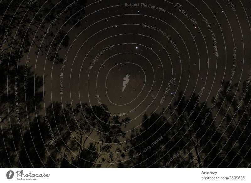 viele Sterne über einem Baumfeld Milchstrasse Natur Wald Himmel Nacht