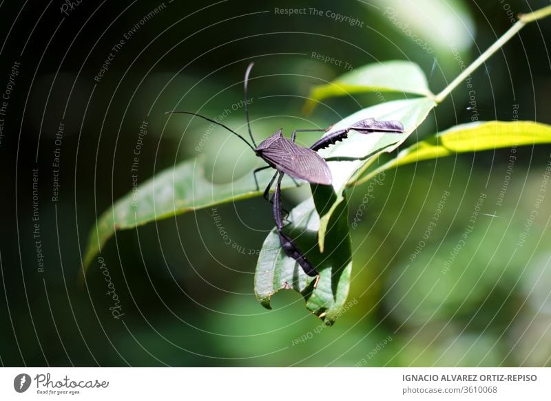 Wanze auf einem Blatt im Dschungel Tiere Insekten Fauna Natur Asien asiatisch Ein Tier tropisch Tierwelt Wildtier Zoo natürlich wild wildes Leben phasmatodea