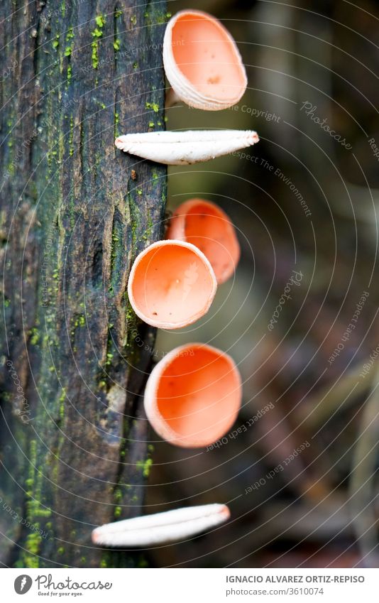 Geometrische rote runde Pilze im Stamm eines Urwaldbaums grün Moos wild Wald Natur im Freien Holz Pflanze Baum fallen Gras Saison surreal Fee Nahaufnahme