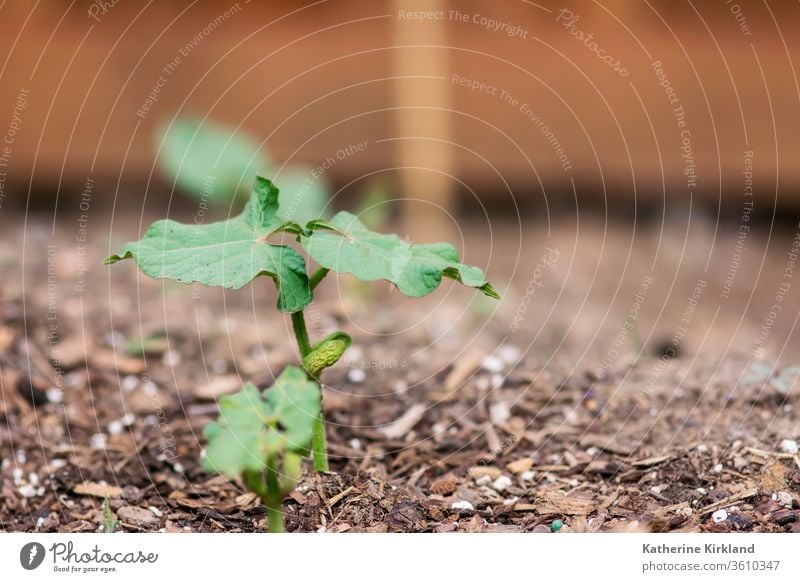 Neue Bohnensämlinge grün Blätter Blatt braun Keimling sprießen neu Leben jung Baby Nahaufnahme Veggie Vegetarier Gemüse Veganer Garten Gartenarbeit Pflanze