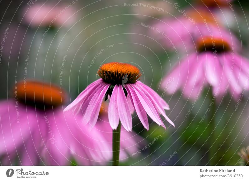 Eine rosa Echinacea-Blüte blüht auf einer Sommerwiese. Sonnenhut Zapfen purpurea grün natürlich Natur Wildblume Blume Garten Gartenarbeit mehrjährig Pflanze