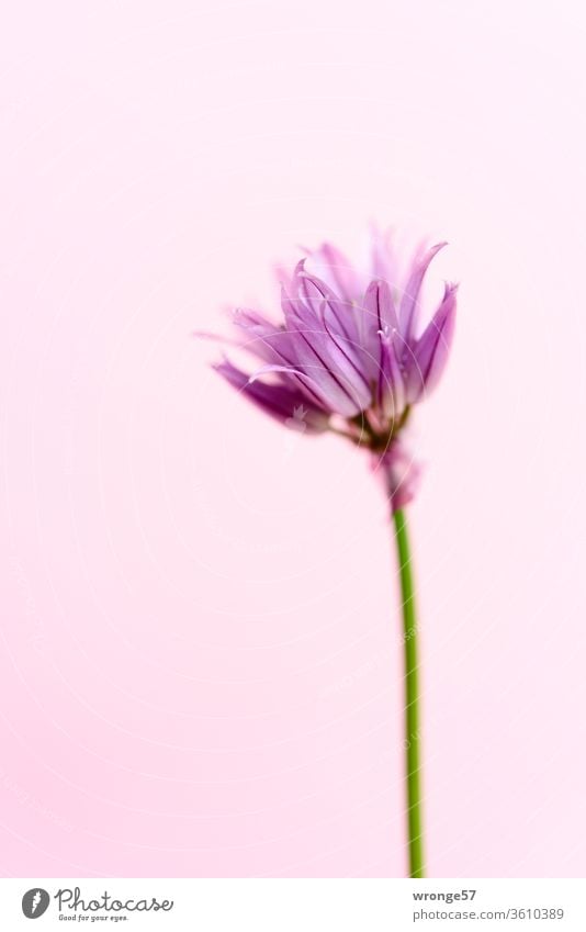 Eine Blüte des Schnittlauches vor rosa Hintergrund eine Rosarot Blume Natur Pflanze Hintergrund neutral Farbfoto Tag Blühend Menschenleer Makroaufnahme