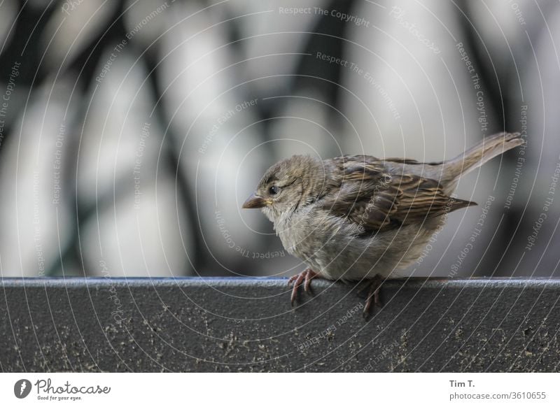 der junge Spatz spatz Vogel Tier Farbfoto Außenaufnahme Tag Menschenleer 1 Tierporträt Schwache Tiefenschärfe Umwelt Wildtier Natur Textfreiraum oben