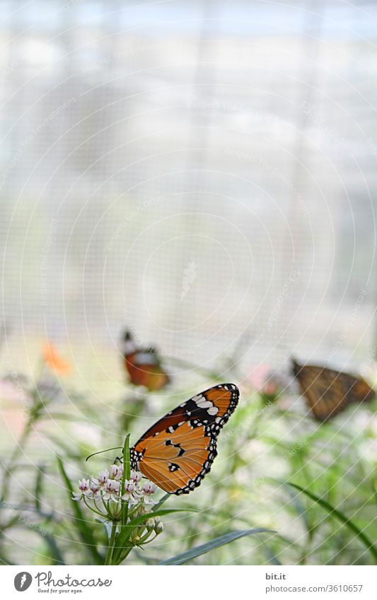 Viele, hübsche Schmetterlinge bei Futtersuche auf grünen Pflanzen und rosa Blüten. Gemusterte, gefangene Schmetterlinge in Gelb, Orange suchen Fressen. Zucht von exotischen Schmetterlingen, Faltern in tropischem, hellen Schmetterlingshaus mit viel Licht.