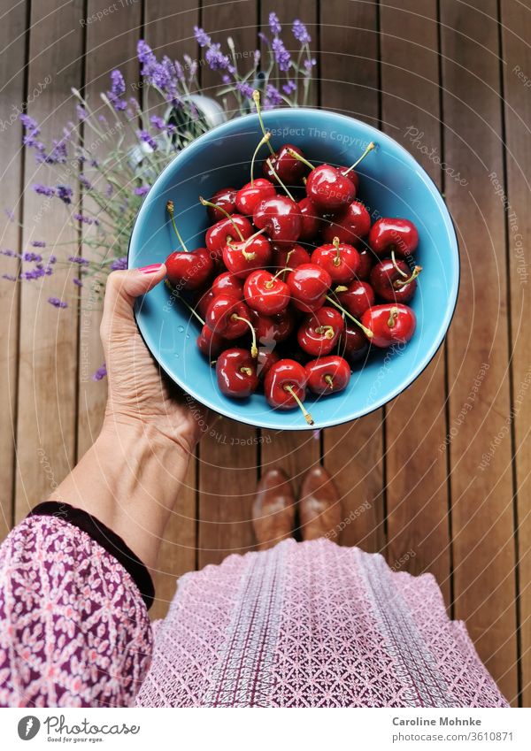 Frischgepflückte Kirschen bereit zum Verzehr Sommer Frucht lecker süß Lebensmittel frisch Gesundheit saftig rot reif organisch Natur Ernte grün Ackerbau Garten