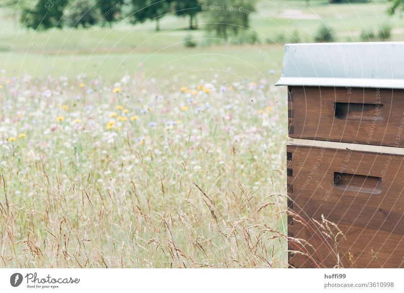 Bienenstöcke auf Blütenweide Imkerei imkern Honig Honigproduktion ökologischer landbau Honigbiene Lebensmittel Gesundheit Sommer Bienenkorb Bienenstock Natur