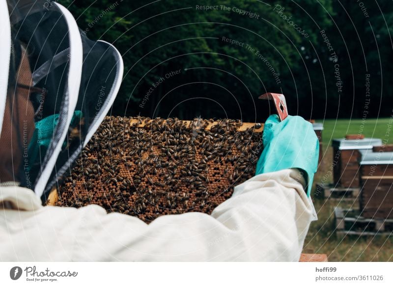 Sichtung der Waben Imkerei imkern Honig Honigproduktion ökologischer landbau Honigbiene Lebensmittel Gesundheit Sommer Bienenkorb Bienenstock Natur