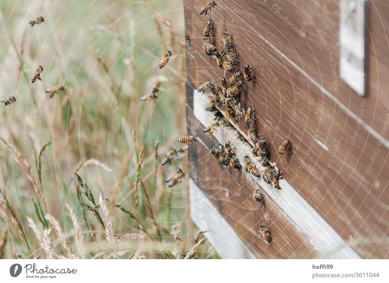 Bienenstöcke auf Blütenweide Imkerei imkern Honig Honigproduktion ökologischer landbau Honigbiene Lebensmittel Gesundheit Sommer Bienenkorb Bienenstock Natur