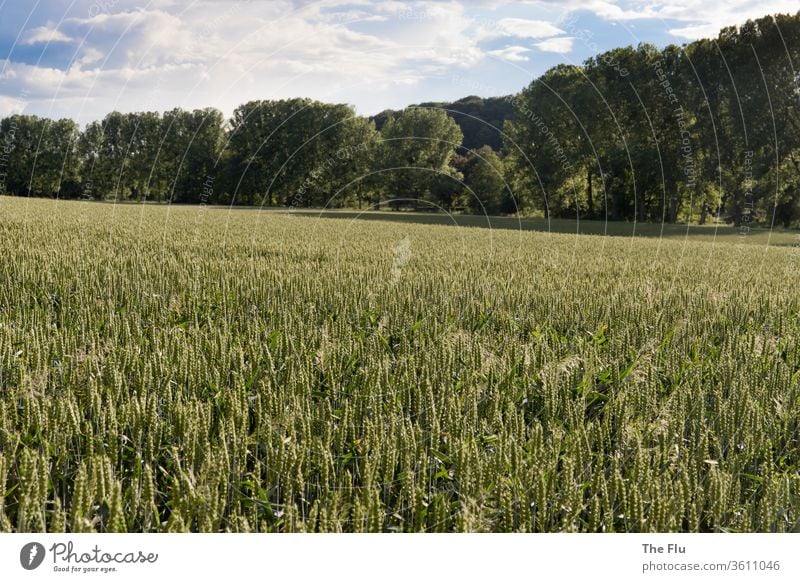 Roggenfeld Korn Weizen Sommer Himmel Getreide Feld Landwirtschaft blau Natur grün Ähren Ackerbau Lebensmittel Kornfeld Ernährung Pflanze Wachstum Getreidefeld