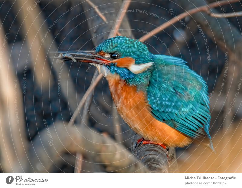 Eisvogel mit Fisch im Schnabel Alcedo atthis Vogel Tier Natur Auge Flügel Gefieder Federn Zweige u. Äste Wildtier gefangen jagen Beute Tierporträt fressen