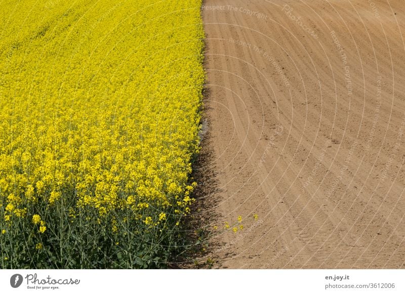 halb Rapsfeld und halb Acker Rapsblüte Rapsanbau rapsfeld. oeko Ackerbau Feld Felder Ackerboden Ackerpflanzen Ackerwirtschaft ackerfurche gelb Landwirtschaft