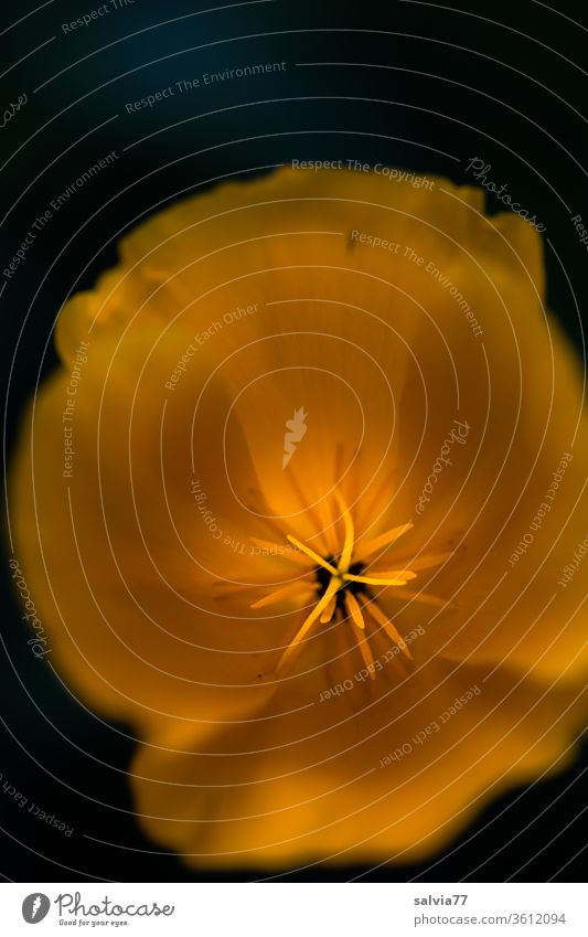 leuchtend gelb-orangene Blüte des Kalifornischen Mohns aus der Vogelperspektive vor schwarzem Hintergrund Kalifornischer Mohn Blume Natur Pflanze Sommer Blühend