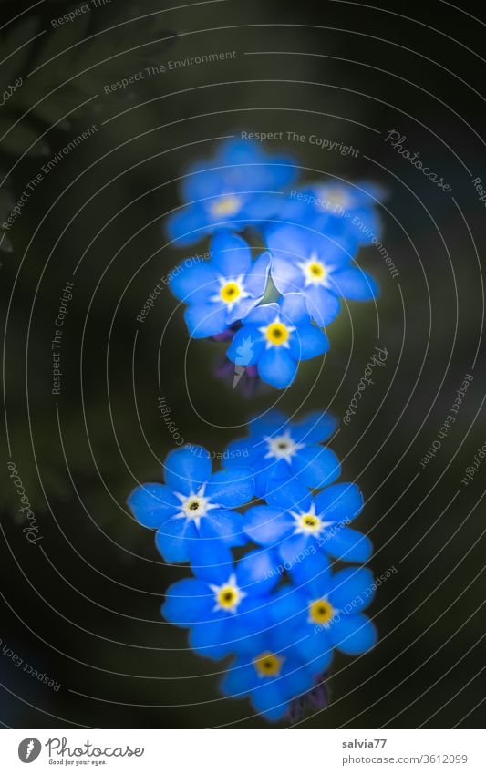 Vergissmeinichtblüten vor schwarzem Hintergrund Blume Vergißmeinnicht Blüte Natur blau Pflanze Frühling Nahaufnahme Kontrast Blühend schön Garten Sommer