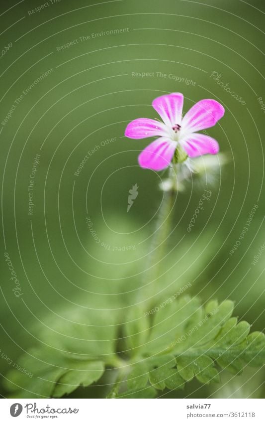 feines Blümchen Blume Blüte Wildpflanze Stinkender Storchschnabel Natur Geranium robertianum Schwache Tiefenschärfe Pflanze grün pink zart Makroaufnahme