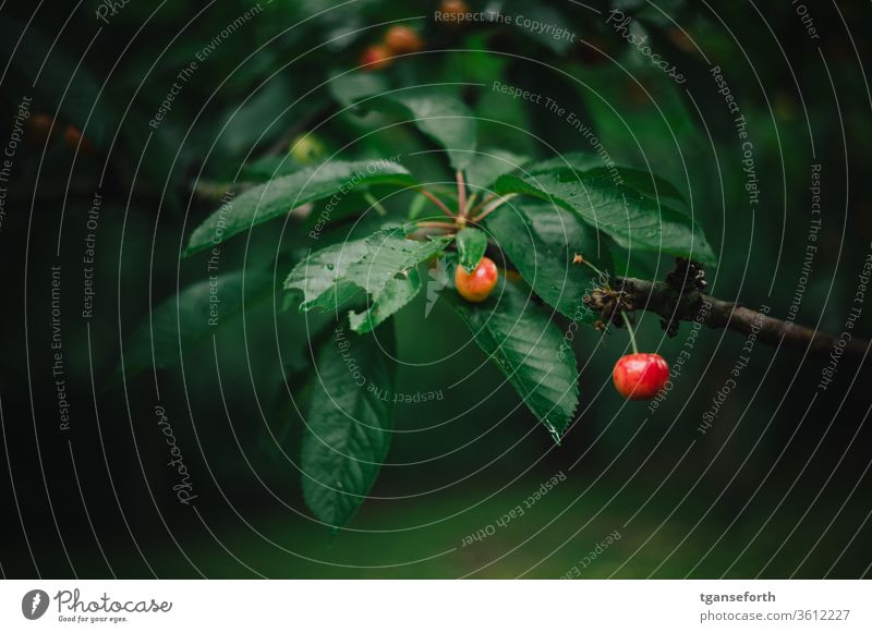 Kirschen am Baum Kirschbaum Sommer Garten Frucht Ernte lecker reif frisch Lebensmittel rot Jahreszeiten grün pflücken Außenaufnahme Natur Obstbaum Farbfoto