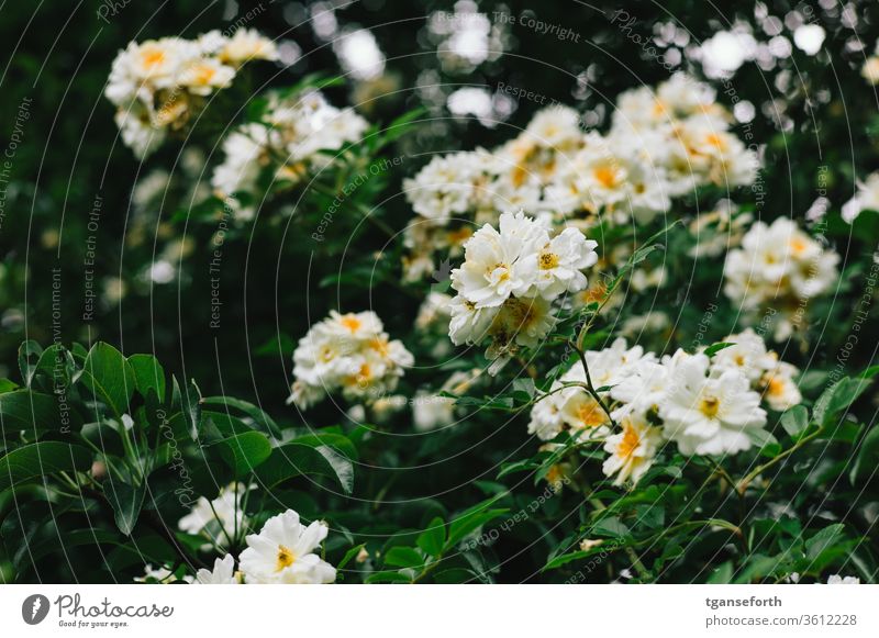 Kletterrose im Brinbaum Rose Kletterpflanzen Blüte Blütenpflanze Blume Pflanze Farbfoto Natur Außenaufnahme Blühend Menschenleer Nahaufnahme schön