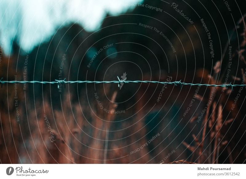 Stacheldraht mit langem Unkraut dahinter. im Freien Nahaufnahme Gras Orange und Krickente spitz Natur Draht Bokeh