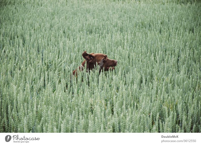 Hund läuft und springt im Getreidefeld herum Natur Außenaufnahme Farbfoto Tag Menschenleer Ausflug Hundekopf grün braun Spaß haben Lebensfreude Feld Sommer