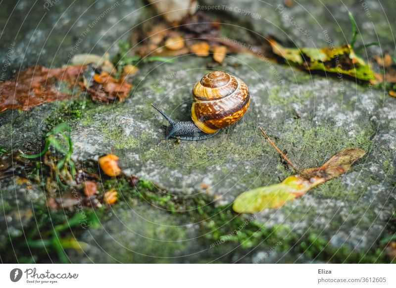 Eine Schnecke kriecht über Kopfsteinpflaster kriechen Schneckenhaus Nahaufnahme langsam Tier Natur Fühler Boden