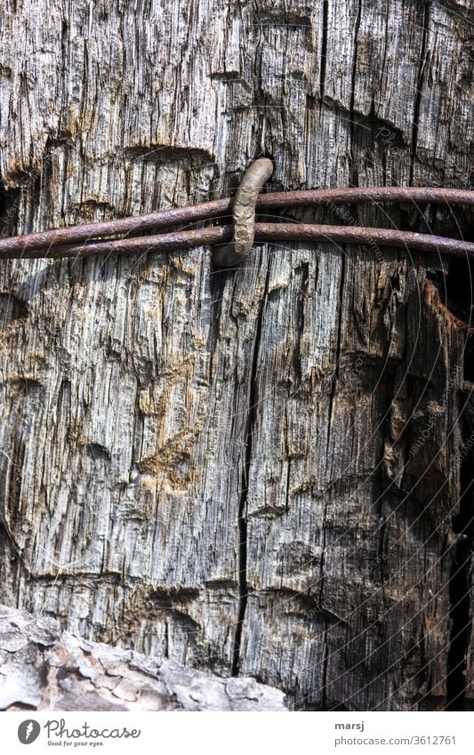 alt | gemeinsam festgenagelt und verwittert Draht Rost parallel Holz Strukturen & Formen Farbfoto Verfall Metall Gedeckte Farben Vergänglichkeit abstrakt