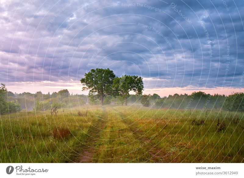 Landstraße grüne Felder. Eichenbäume im Morgennebel Nebel Baum Sommer Landschaft Sonnenaufgang Morgendämmerung Natur Saison Wiese Regen bedeckt Straße Gras