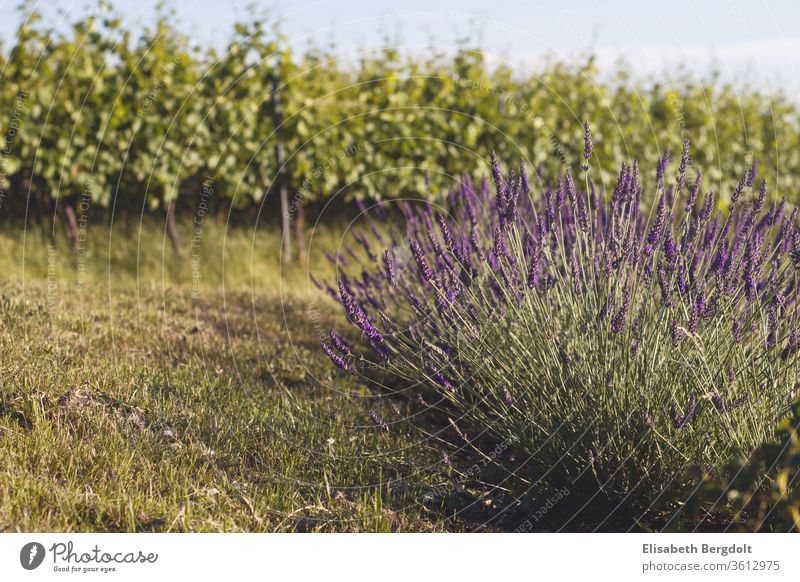 Lavendelbeet mit Weinreben im Hintergrund Natur Frühling Sommer Sonnenschein Bienen Bienenfreundlich