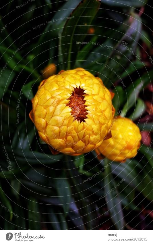 Orange Blüte, die sich öffnet Pflanze Sommer Natur Lebensfreude natürlich Reinheit Beginn aufmachen Farbfoto Detailaufnahme Außenaufnahme mehrfarbig Muster