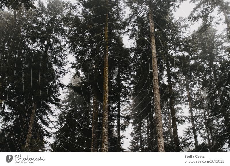 Nebel zwischen den Tannen Nebelschleier Nebelstimmung Tannenwald Wald Außenaufnahme Menschenleer Natur Baum Landschaft Farbfoto Nebelwald Gedeckte Farben dunkel