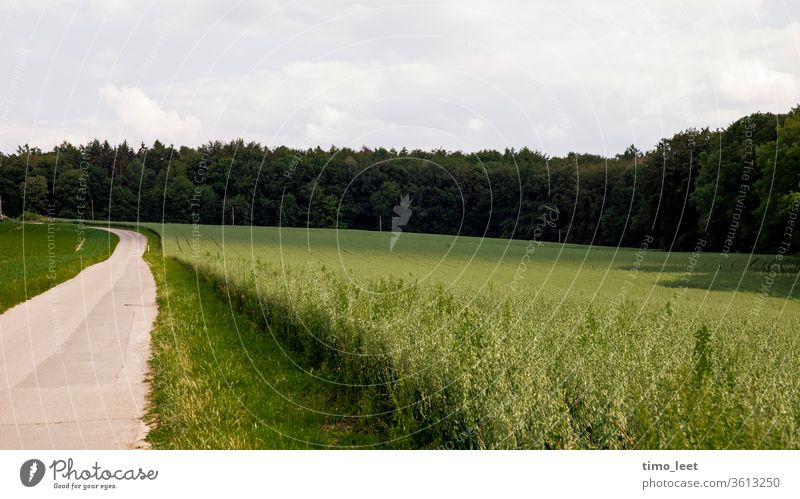 Eine grüne Landschaft innerhalb des Ruhrgebiets. Feld Wald Straße Stillleben Baum Natur Sommer Wiese Himmel Umwelt Hügel Ruhe Gras Schatten Licht Sonne