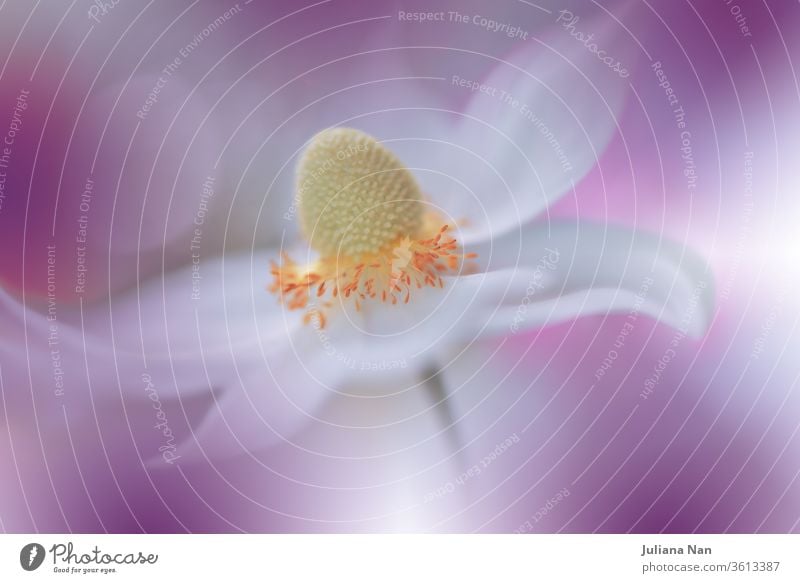 Wunderschöner Naturhintergrund.Makroaufnahme eines erstaunlichen Frühlings Magische Anemonenblüten.Randgestaltung.Magisches Licht.Extreme Nahaufnahme Fotografie.Konzeptionelles abstraktes Bild.Fantasie Blumenkunst.Kreative künstlerische Hintergrundbilder.Web-Banner.Violette und weiße Farben.