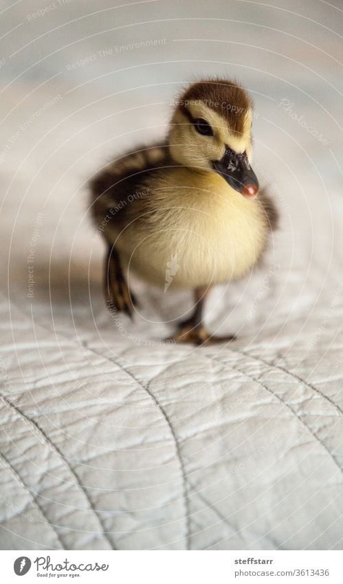 Gesprenkeltes Entenküken Anas fulvigula auf blauem Hintergrund Baby Baby-Ente niedlich unscharf Gefleckte Ente Sprenkelente Anas Fulvigula Florida-Ente Tier