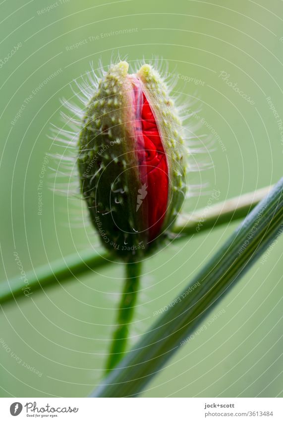 bestimmend mit klarem Ziel öffnet sich langsam die Knospe Mohnblüte Natur Wachstum Wildpflanze Mohnblume Blütenknospe Sommer grün rot aufblühen Pflanze erblühen