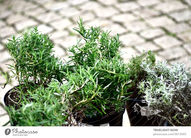 Einige Töpfe mit mediterranen Kräutern stehen auf den Pflastersteinen des Marktplatzes und warten darauf, gekauft zu werden Rosmarin Thymian Pflanzen