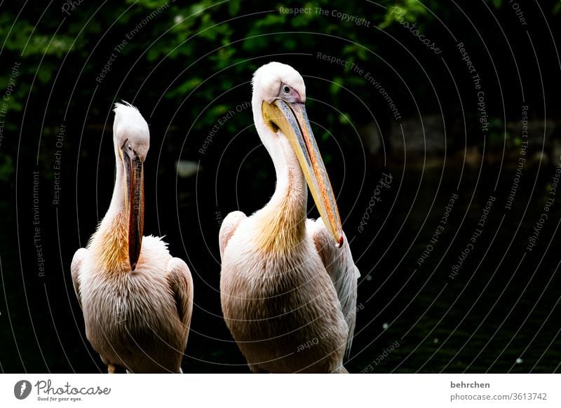 „na, haste heute schon nen fisch gesehen?“ „ja, aber nur kurz!“ Nahaufnahme Tierporträt Sonnenlicht Kontrast Außenaufnahme Natur Wildtier Vogel weiß Tiergesicht